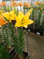 [5133 Kingsville VZ No01.JPG]